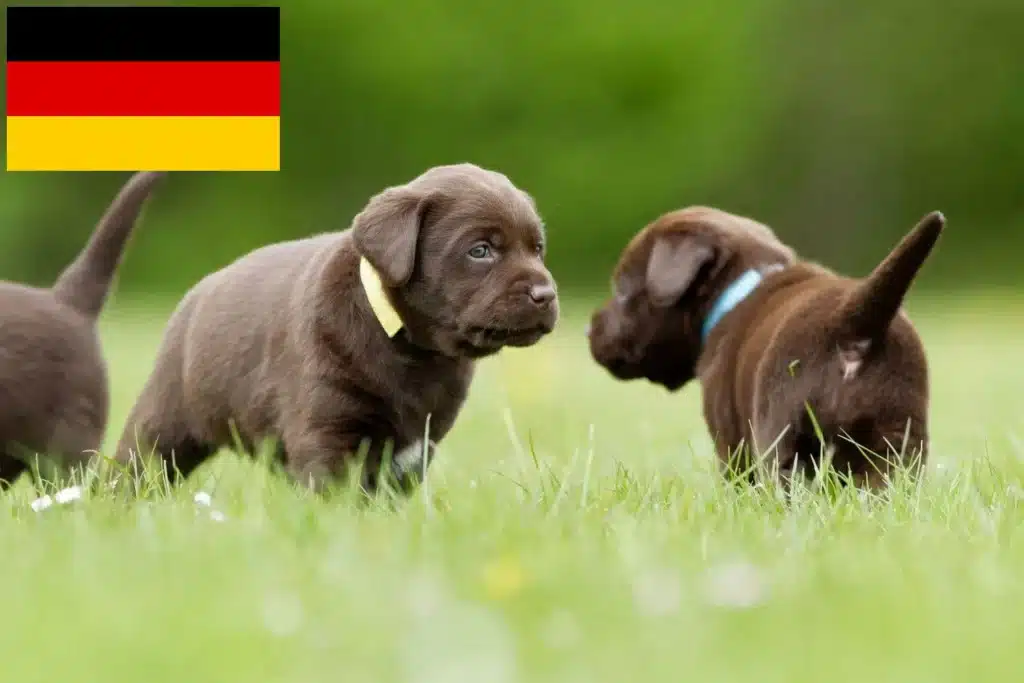 Labrador Züchter mit Welpen Deutschland