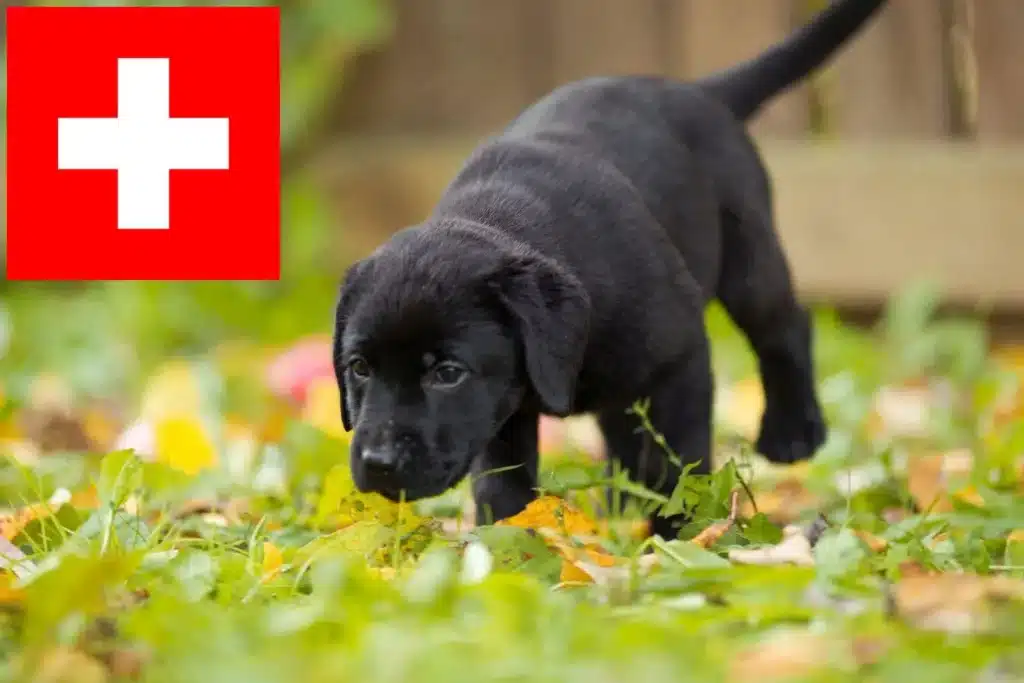 Labrador Züchter mit Welpen Schweiz