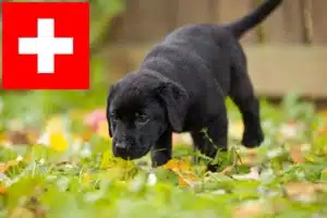 Read more about the article Labrador Züchter und Welpen in der Schweiz