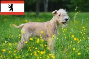 Read more about the article Lakeland Terrier Züchter und Welpen in Berlin