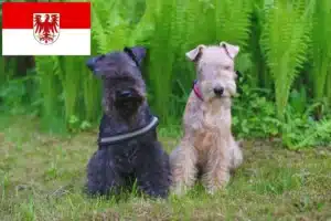 Read more about the article Lakeland Terrier Züchter und Welpen in Brandenburg