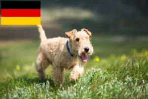 Read more about the article Lakeland Terrier Züchter und Welpen in Deutschland
