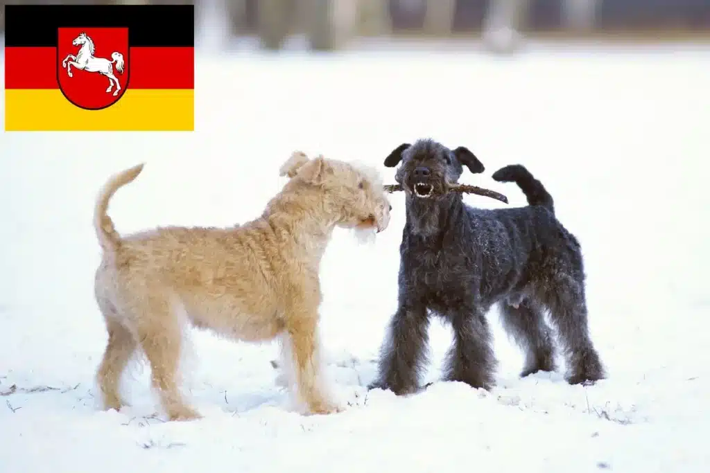 Lakeland Terrier Züchter mit Welpen Niedersachsen