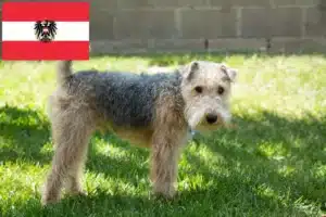 Read more about the article Lakeland Terrier Züchter und Welpen in Österreich