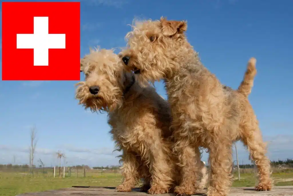 Lakeland Terrier Züchter mit Welpen Schweiz