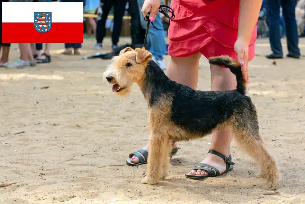 Lakeland Terrier Züchter mit Welpen Thüringen