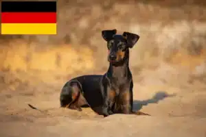 Read more about the article Manchester-Terrier Züchter und Welpen in Deutschland