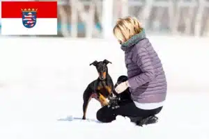 Read more about the article Manchester-Terrier Züchter und Welpen in Hessen