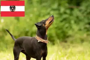 Read more about the article Manchester-Terrier Züchter und Welpen in Österreich