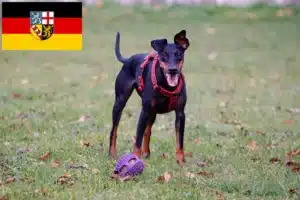 Read more about the article Manchester-Terrier Züchter und Welpen im Saarland
