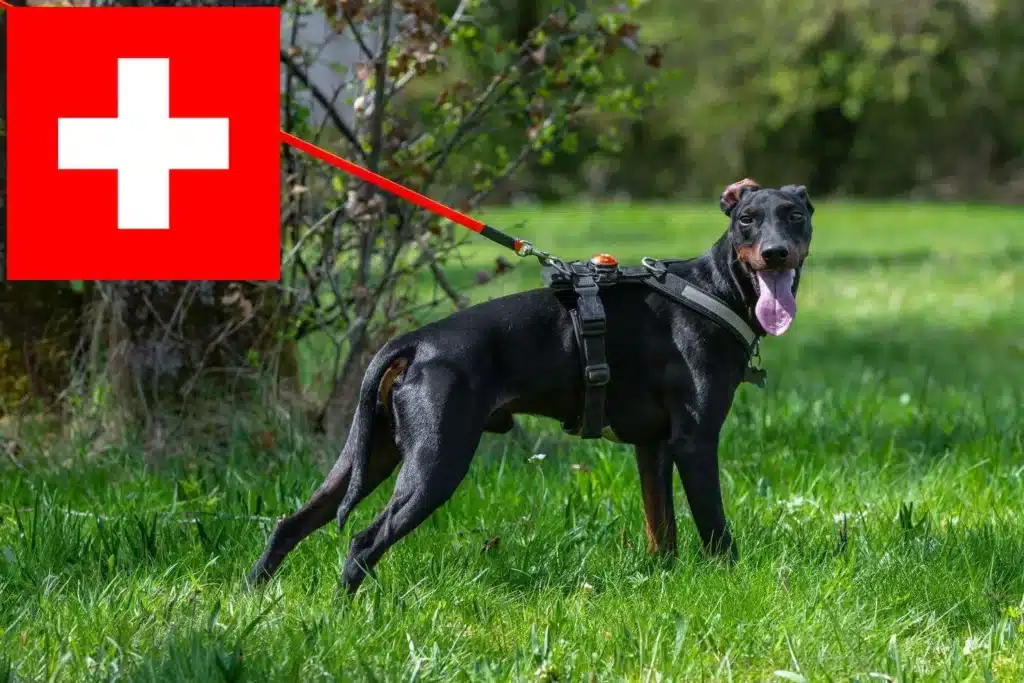 Manchester-Terrier Züchter mit Welpen Schweiz