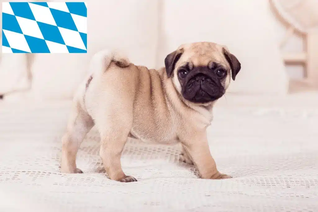 Mops Züchter und Welpen in Bayern Dog Hundeportal