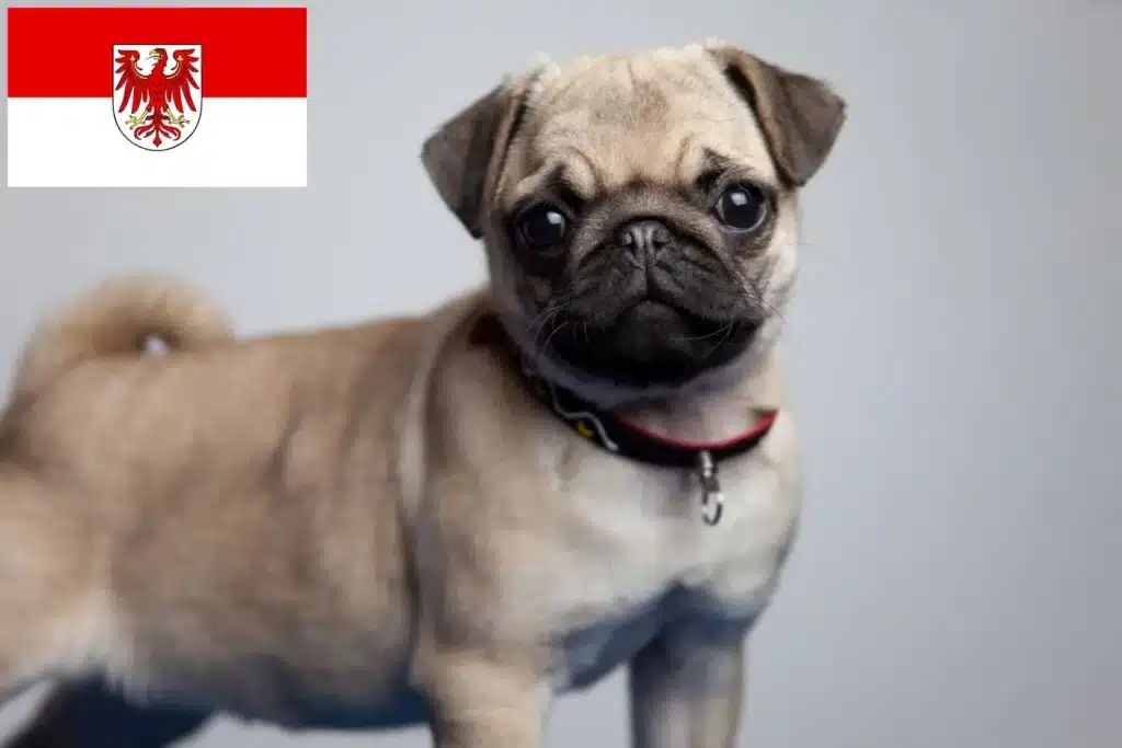 Mops Züchter und Welpen in Brandenburg Dog Hundeportal