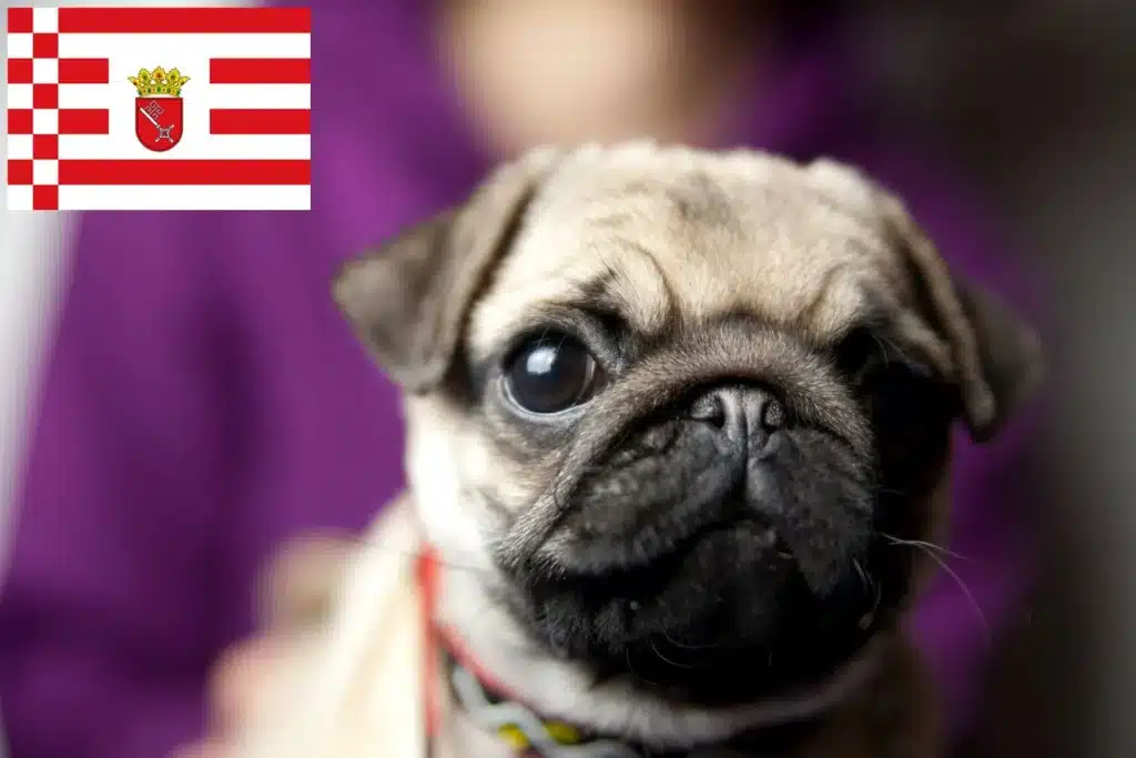 Mops Züchter und Welpen in Bremen Dog Hundeportal