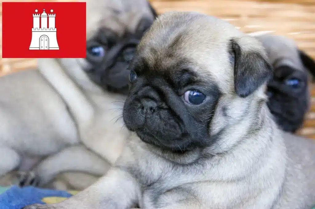 Mops Züchter und Welpen in Hamburg Dog Hundeportal