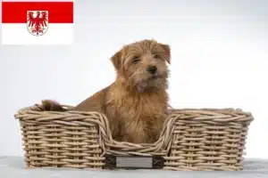 Read more about the article Norfolk Terrier Züchter und Welpen in Brandenburg