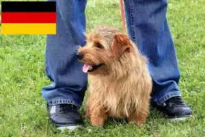 Read more about the article Norfolk Terrier Züchter und Welpen in Deutschland