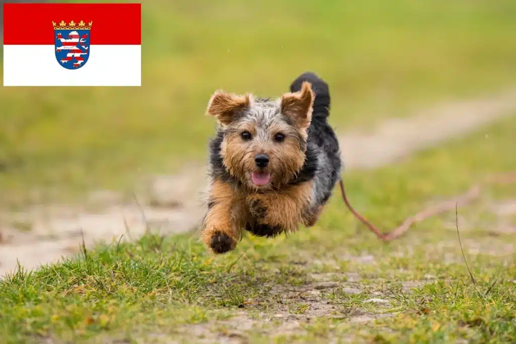 Norfolk Terrier Züchter mit Welpen Hessen
