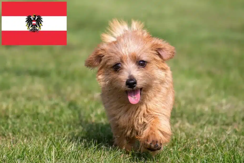 Norfolk Terrier Züchter mit Welpen Österreich