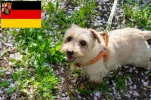 Read more about the article Norfolk Terrier Züchter und Welpen in Rheinland-Pfalz
