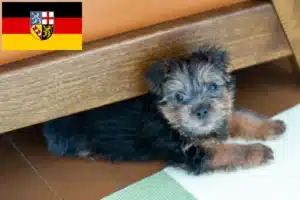 Read more about the article Norfolk Terrier Züchter und Welpen im Saarland