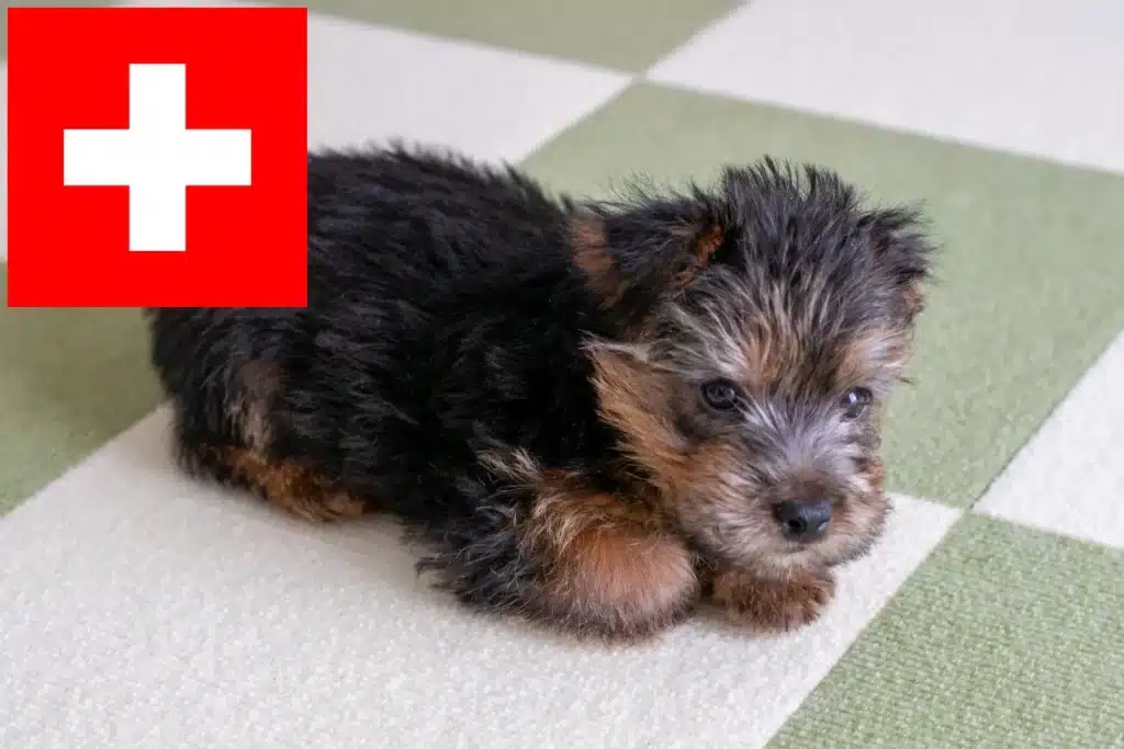 Norfolk Terrier Züchter mit Welpen Schweiz