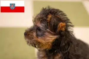 Read more about the article Norfolk Terrier Züchter und Welpen in Thüringen