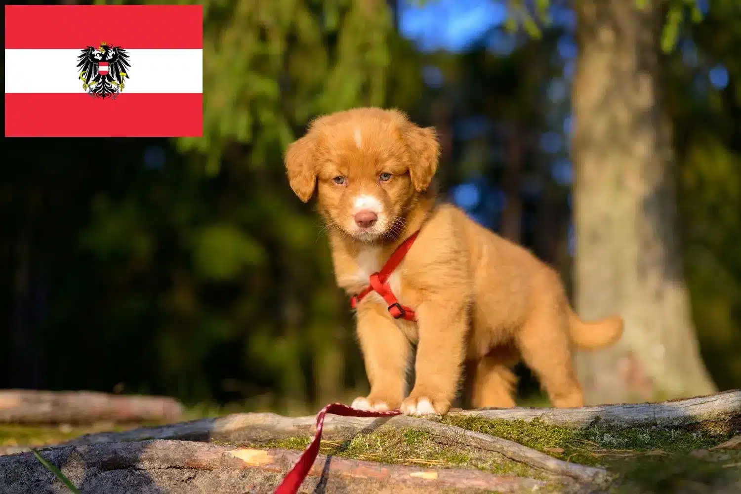 Nova scotia duck sales tolling retriever deutschland