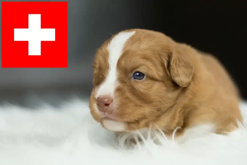 Nova Scotia Duck Tolling Retriever Züchter mit Welpen Schweiz