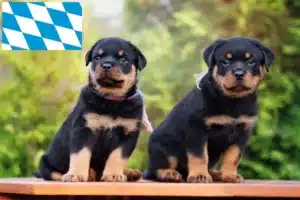 Read more about the article Rottweiler Züchter und Welpen in Bayern