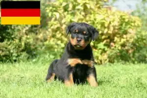 Read more about the article Rottweiler Züchter und Welpen in Deutschland