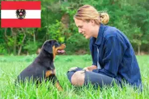 Read more about the article Rottweiler Züchter und Welpen in Österreich