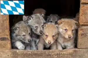 Read more about the article Saarloos-Wolfhund Züchter und Welpen in Bayern