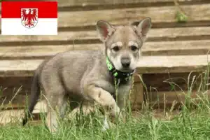 Read more about the article Saarloos-Wolfhund Züchter und Welpen in Brandenburg