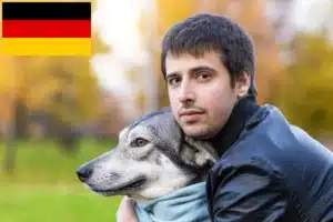 Read more about the article Saarloos-Wolfhund Züchter und Welpen in Deutschland