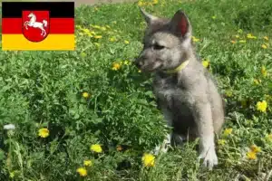 Read more about the article Saarloos-Wolfhund Züchter und Welpen in Niedersachsen