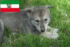 Read more about the article Saarloos-Wolfhund Züchter und Welpen in Nordrhein-Westfalen