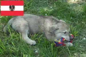 Read more about the article Saarloos-Wolfhund Züchter und Welpen in Österreich