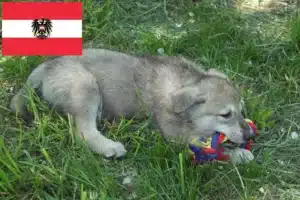 Mehr über den Artikel erfahren Saarloos-Wolfhund Züchter und Welpen in Österreich