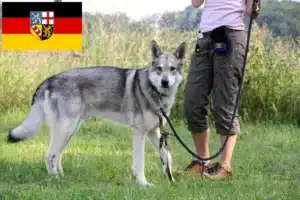 Read more about the article Saarloos-Wolfhund Züchter und Welpen im Saarland
