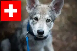 Mehr über den Artikel erfahren Saarloos-Wolfhund Züchter und Welpen in der Schweiz