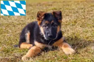 Read more about the article Schäferhund Züchter und Welpen in Bayern