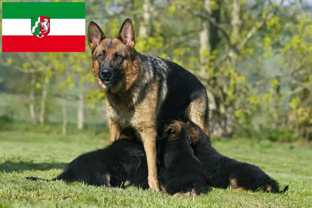 Schäferhund Züchter mit Welpen Nordrhein-Westfalen