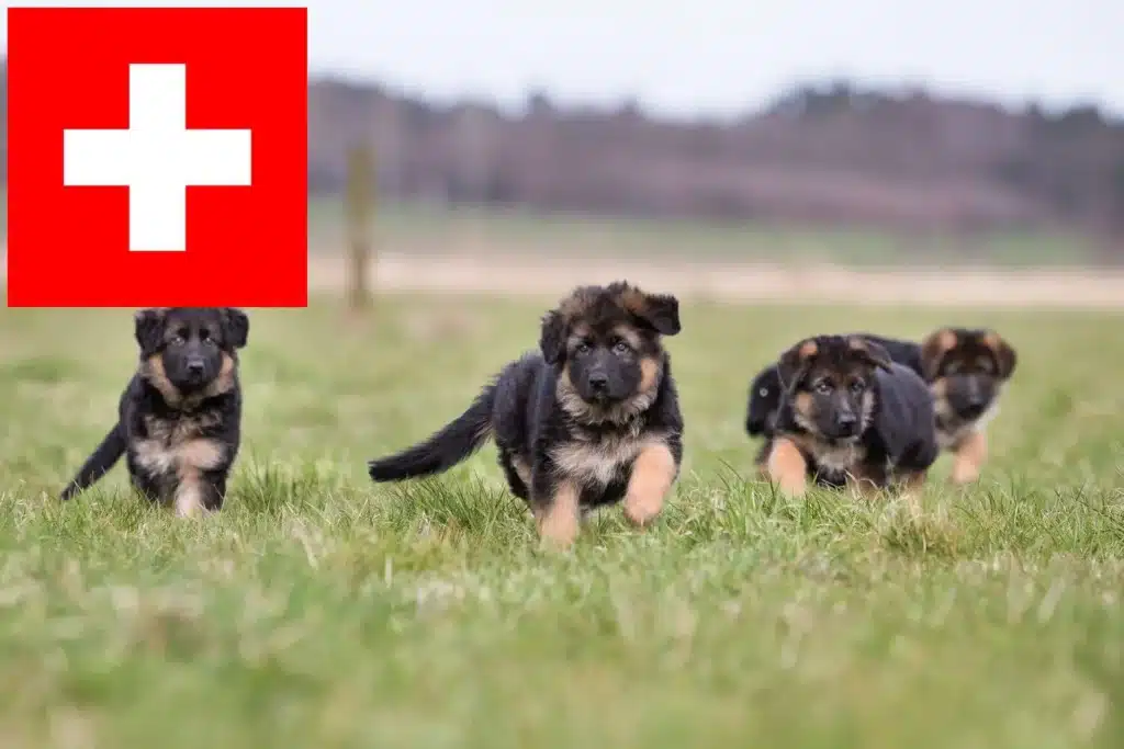 Schäferhund Züchter mit Welpen Schweiz