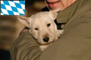 Read more about the article Scottish Terrier Züchter und Welpen in Bayern