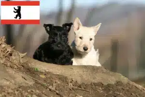 Read more about the article Scottish Terrier Züchter und Welpen in Berlin