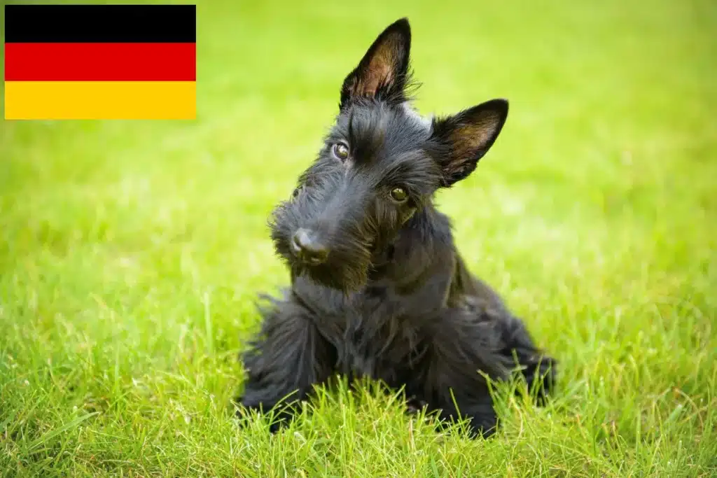 Scottish Terrier Züchter mit Welpen Deutschland