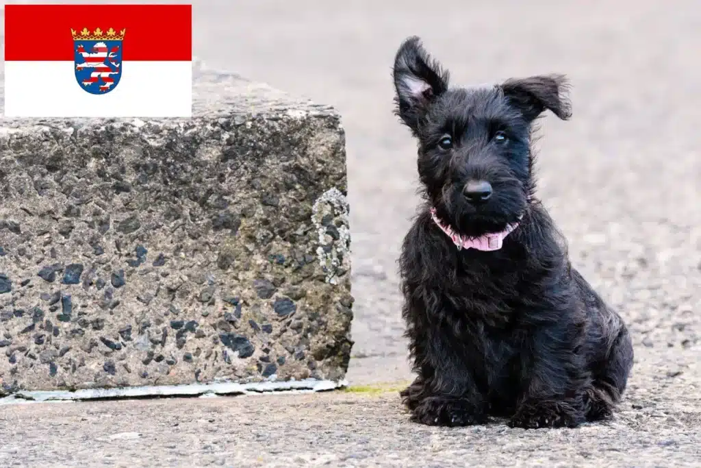 Scottish Terrier Züchter mit Welpen Hessen