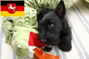 Read more about the article Scottish Terrier Züchter und Welpen in Niedersachsen