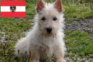 Read more about the article Scottish Terrier Züchter und Welpen in Österreich